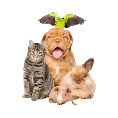 Pet Supplies